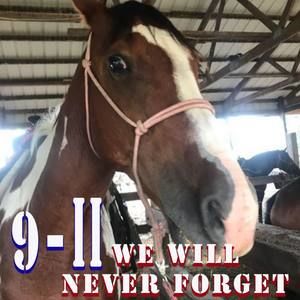 Meet your Posher, Bailey